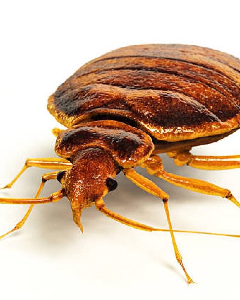 Lifelike 3D rendering of a bedbug.